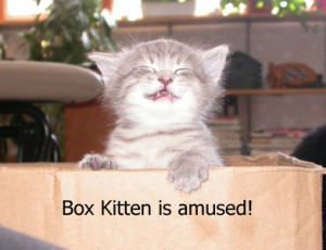 Box Kitten Is Amused - Cat Macro