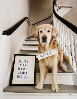 All You Need is Love . . . And a Dog