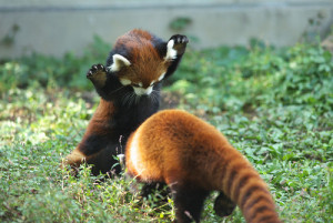 cute adorable red panda