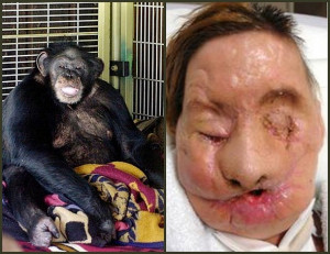 travis animal attacks roy attack quotes chimpanzee human 2009 zoo charla nash face mauled friend incident most damage did quotesgram