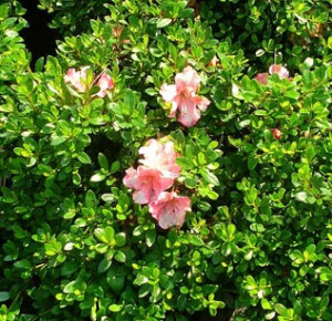 Dwarf Azalea Gumpo Pink