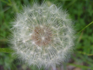Dandelion, Fuzz, Ball, White, Seeds