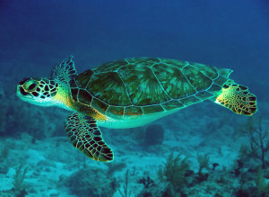 Download Green Sea Turtle Full Size