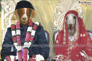 Funny Goat Indian Wedding This India Make Smile Laugh