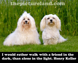 Friend Sayings Picture With Dogs On Grass