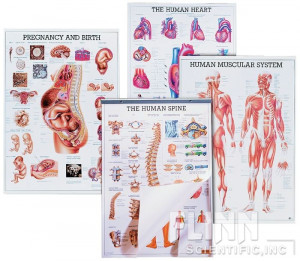 ... Pictures anatomical charts skeletal muscular heart respiratory system