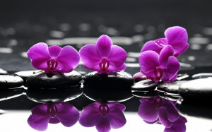 Home Browse All Purple Water Lillies