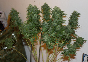 Grape Ape Yield Picfly Html