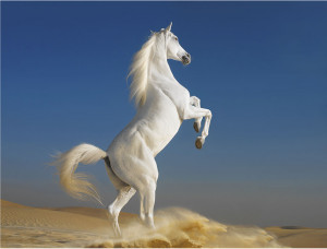 Equine Exquisitus: The horse photography of Tim Flach Tim Flach is an ...