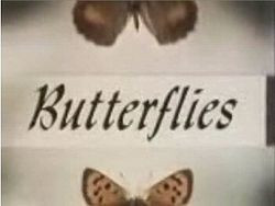 Butterflies title card.jpg