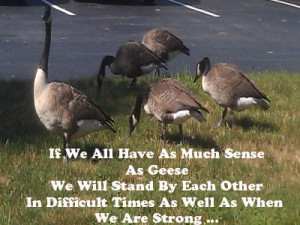 Geese Quotes