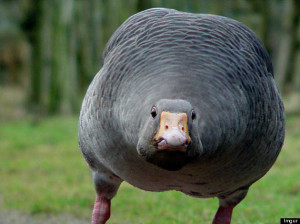 10 Angry Animals You Don't Want To F*** With (PHOTOS)