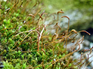 Language of Flowers: Moss means 