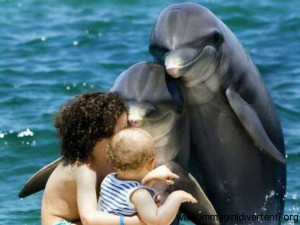 Delfini: Maledetti gli esseri umani, sempre rovinando foto di famiglia