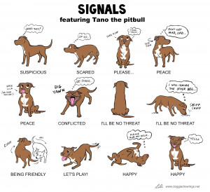 Signals, featuring Tano the pitbull