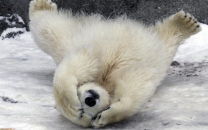 baby polar bear cubs