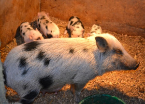 Quotes Pictures List: Farm Pigs For Sale