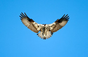 Peregrine Falcon Can Dive