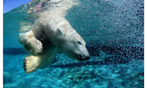 Polar Bear Hunting Underwater | 1280 x 768 | Download | Close