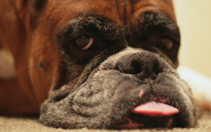 boxer dog pictures gallery Wallpaper