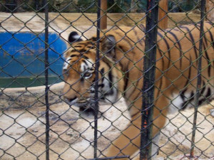 Zoologico Santacruz Mesitas Del Colegio Cundinamarca Colombia