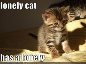 lonely cat has a lonely