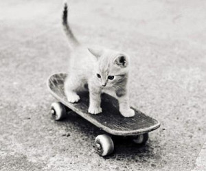 Kitten On A Skateboard