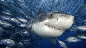 Sharks Fish underwater hunting 1920x1080 wallpapers