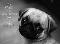 Funny Pug Dog Meme Pun LOL. This one's not funny, it's TRUE! #Pug More
