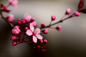 cherry blossom by Raylau