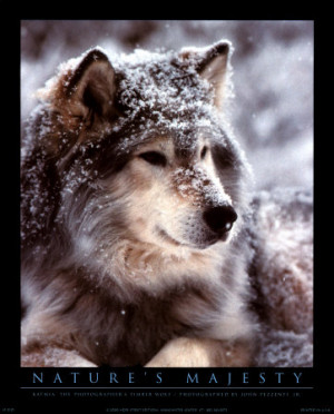 Like the Red Wolf, the Eastern Wolf is small in stature, has a grey ...