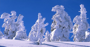 Schneebedeckte Bäume auf dem Brocken im Harz