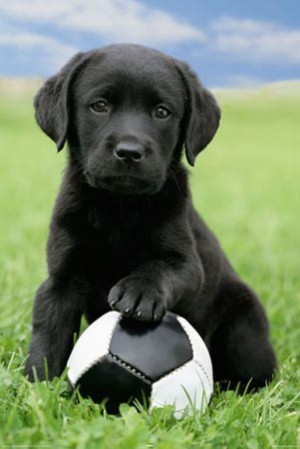 Cute Black Labrador Puppy - Posing with Football