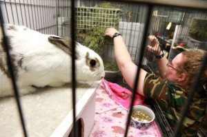Bunny House shelters abandoned pet rabbits
