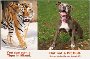 What's up with Pit Bulls?