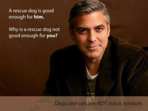 George Clooney – Un perro o un gato no es símbolo de status.