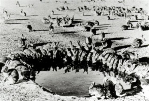 BIG RABBIT DRIVE THIS WEEKEND -BRING CLUBS