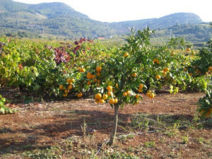 ... , THE LEMON TREE OF MYLIFE WASN’T NEXT TO ONE SINGLE ORANGE TREE