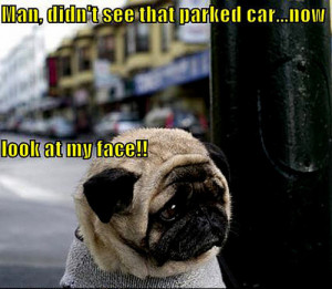 Dog Funny Animal Humor Photo