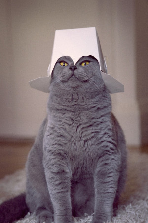 cat-with-a-takeaway-hat.jpg
