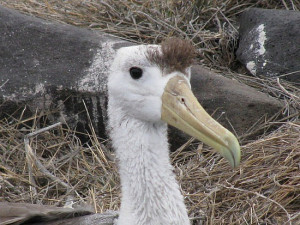 waved albatross juvenile funny hairdo espanola ecuador