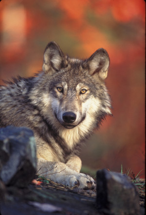 Gray Wolf. Photo by Gary Kramer, USFWS.