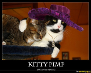 Kitty Pimp random
