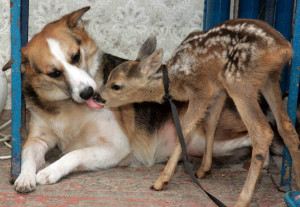 dog called Shura licks an orphaned roe deer it has befriended in the ...
