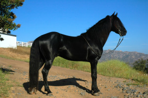 Gaitway Farm Top Quality Rocky Mountain Horses Breeding And Sales