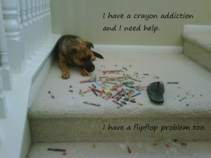 Cute and Funny Dogs That Look Ashamed