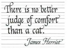 quotes by james herriot
