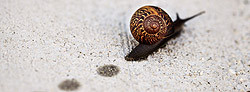 funny-snail.jpg