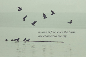 birds, bob dylan, quote, water