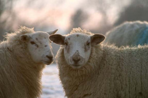 Meatless in Seattle: Man Caught With 90 Pounds of Sheep Meat in ...